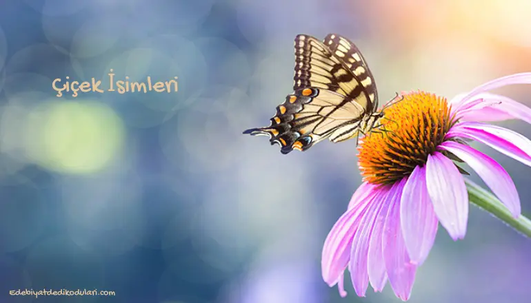 Çiçek İsimleri